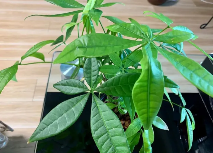 水培绿箩怎么养才长得好，养花嫌麻烦，来试试水培吧，比绿萝还要好养，简直就是懒人福音！