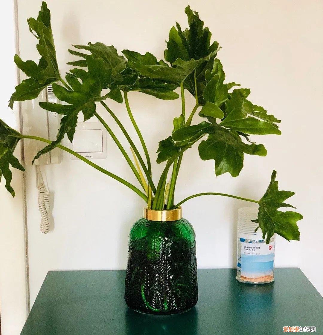 水培绿箩怎么养才长得好，养花嫌麻烦，来试试水培吧，比绿萝还要好养，简直就是懒人福音！