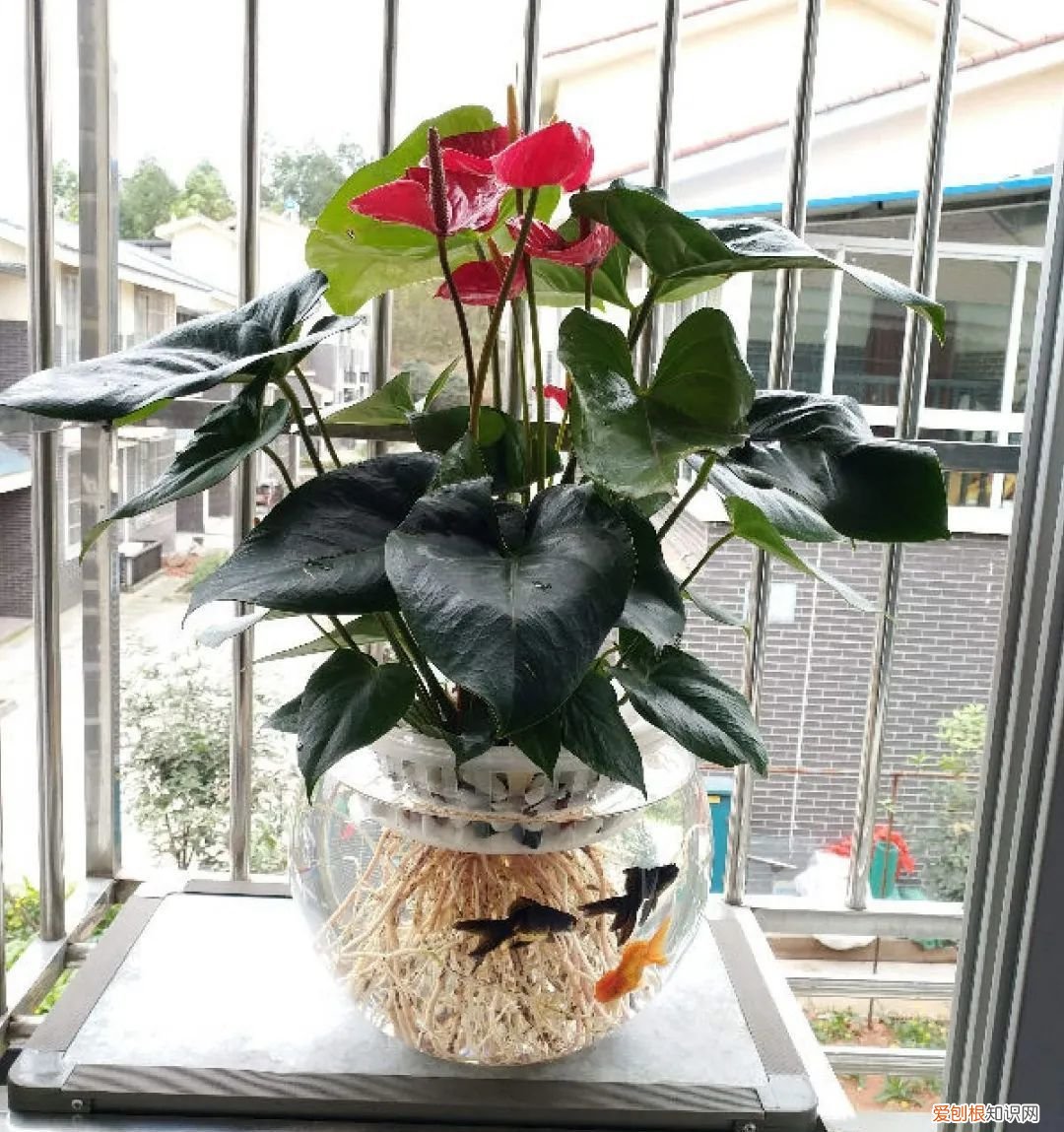水培绿箩怎么养才长得好，养花嫌麻烦，来试试水培吧，比绿萝还要好养，简直就是懒人福音！