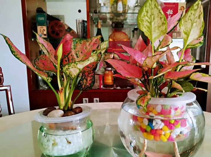 水培绿箩怎么养才长得好，养花嫌麻烦，来试试水培吧，比绿萝还要好养，简直就是懒人福音！