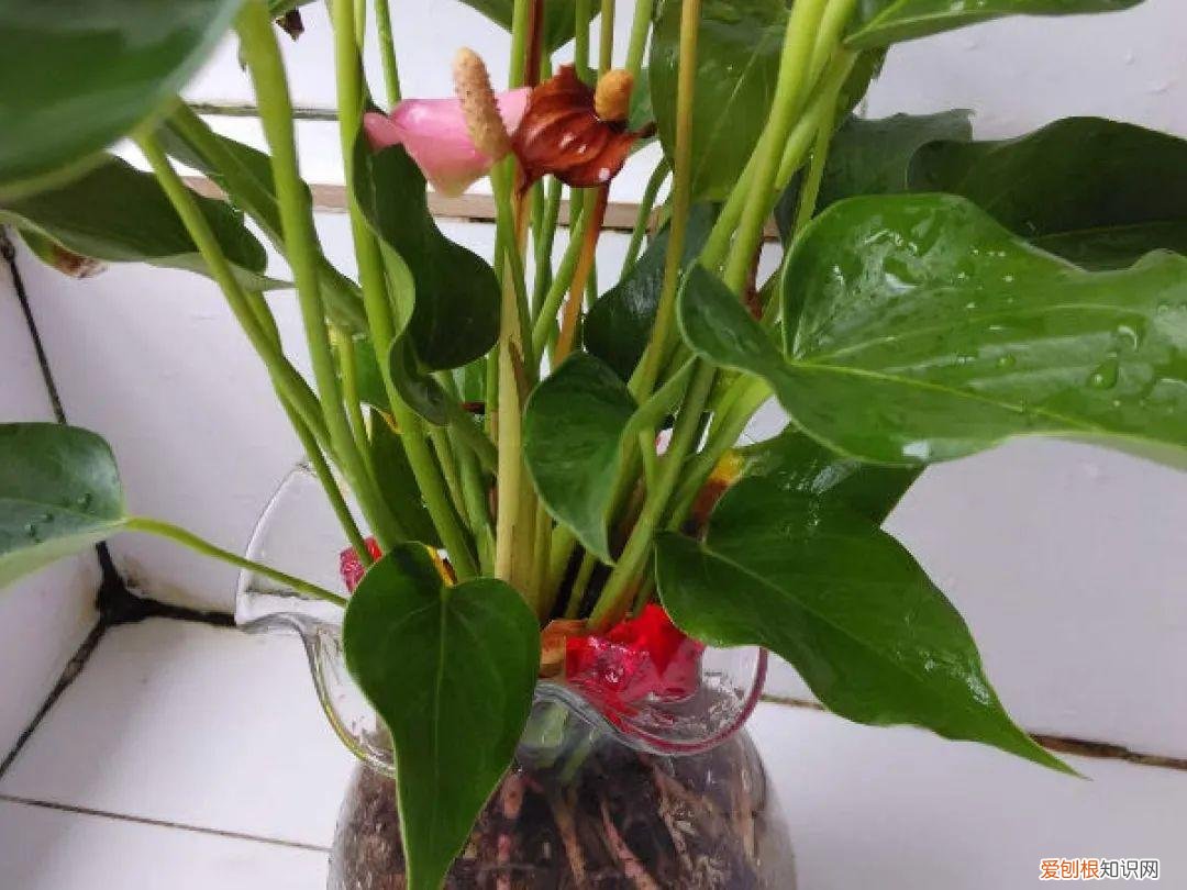 水培绿箩怎么养才长得好，养花嫌麻烦，来试试水培吧，比绿萝还要好养，简直就是懒人福音！