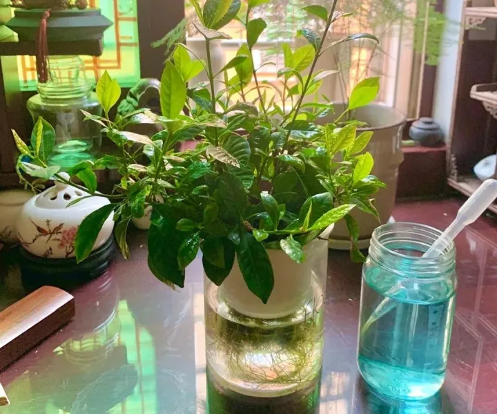 水培绿箩怎么养才长得好，养花嫌麻烦，来试试水培吧，比绿萝还要好养，简直就是懒人福音！