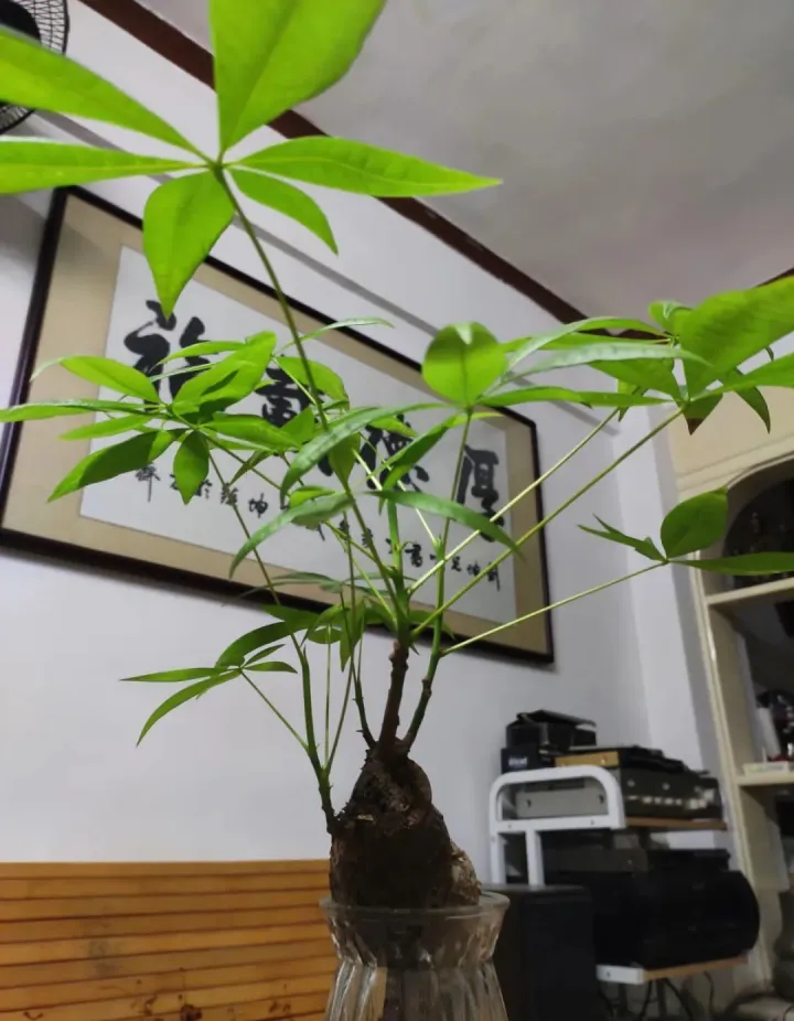 水培绿箩怎么养才长得好，养花嫌麻烦，来试试水培吧，比绿萝还要好养，简直就是懒人福音！