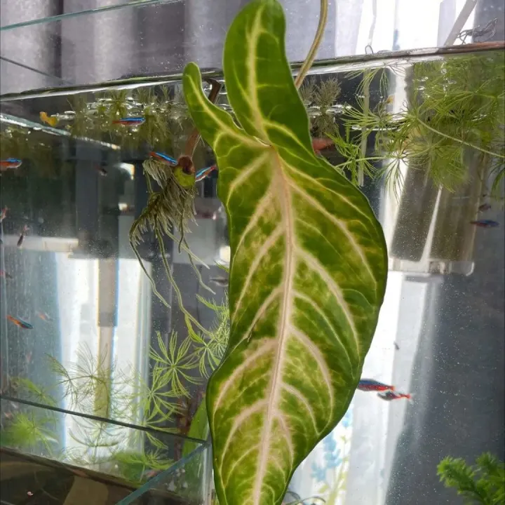 水培绿箩怎么养才长得好，养花嫌麻烦，来试试水培吧，比绿萝还要好养，简直就是懒人福音！