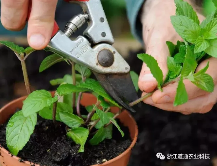 盆栽薄荷种植方法，手把手教你种植薄荷的小技巧，蹭蹭就长爆盆！