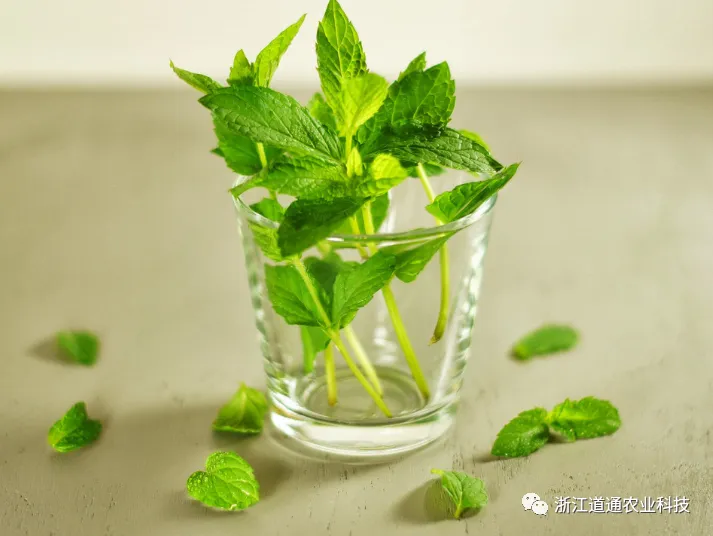 盆栽薄荷种植方法，手把手教你种植薄荷的小技巧，蹭蹭就长爆盆！