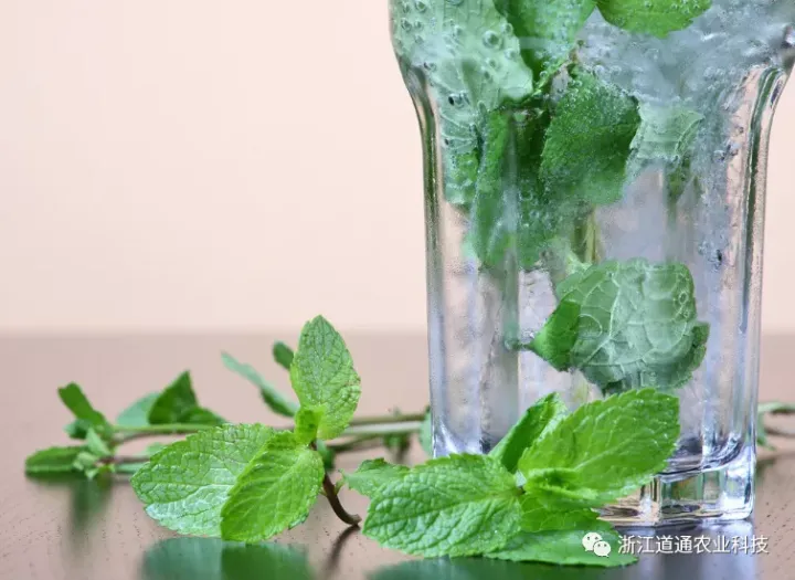 盆栽薄荷种植方法，手把手教你种植薄荷的小技巧，蹭蹭就长爆盆！