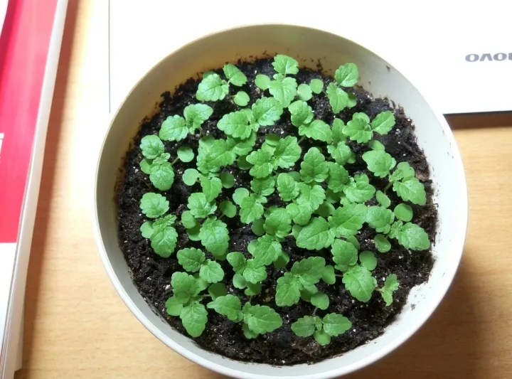 如何种薄荷苗，在家怎么种薄荷？