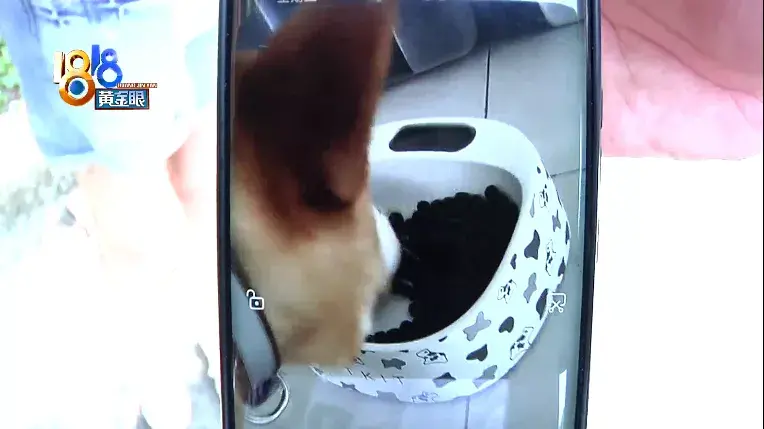 训狗狗哭了，训犬学校里出意外，“乐乐汪”说态度积极