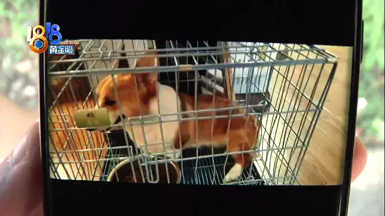 训狗狗哭了，训犬学校里出意外，“乐乐汪”说态度积极