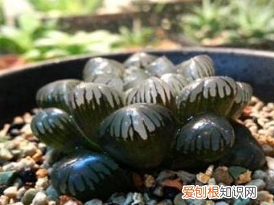 玉露刚换盆该怎么浇水好，玉露如何换盆