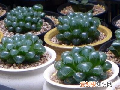 玉露刚换盆该怎么浇水好，玉露如何换盆