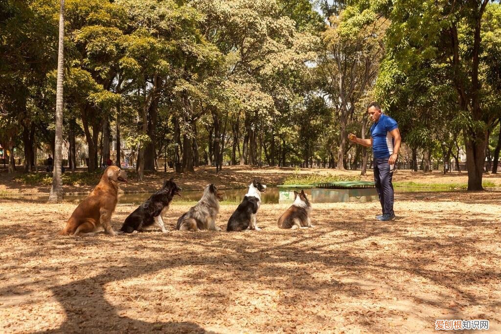 开个宠物学校需要什么手续，训练1只狗收费2万？宠物学校那么赚钱，为什么很少有人开？
