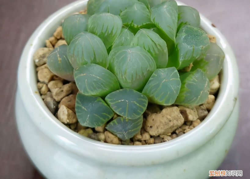 玉露怎么换盆?，多肉植物玉露换盆、上盆、服盆要事