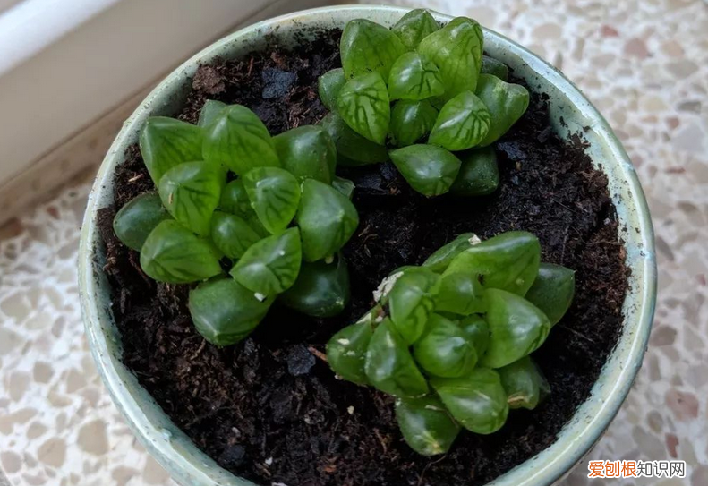 玉露怎么换盆?，多肉植物玉露换盆、上盆、服盆要事