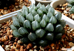 玉露怎么换盆?，多肉植物玉露换盆、上盆、服盆要事
