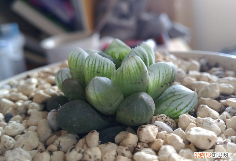 玉露怎么换盆?，多肉植物玉露换盆、上盆、服盆要事