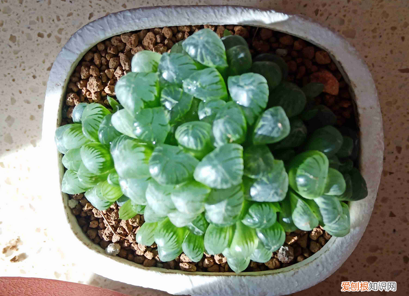 玉露怎么换盆?，多肉植物玉露换盆、上盆、服盆要事