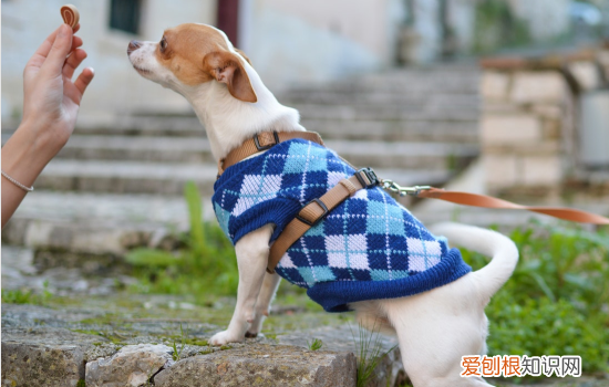 狗狗抬起一只前爪是什么意思，身体动作暴露内心想法，狗狗抬起一只后爪是什么意思