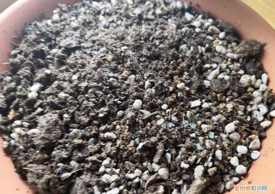 玉露长满了花盆怎么办，玉露长满花盆不用愁，巧妙分株，还能多出好几盆