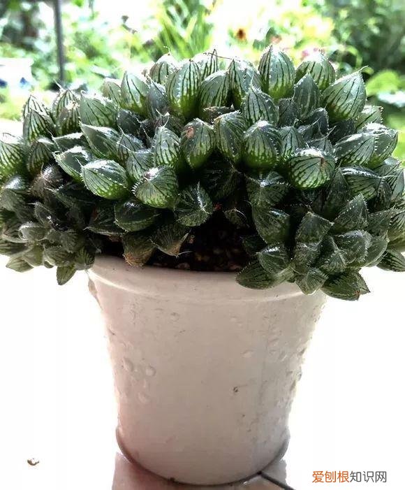 玉露长满了花盆怎么办，玉露长满花盆不用愁，巧妙分株，还能多出好几盆