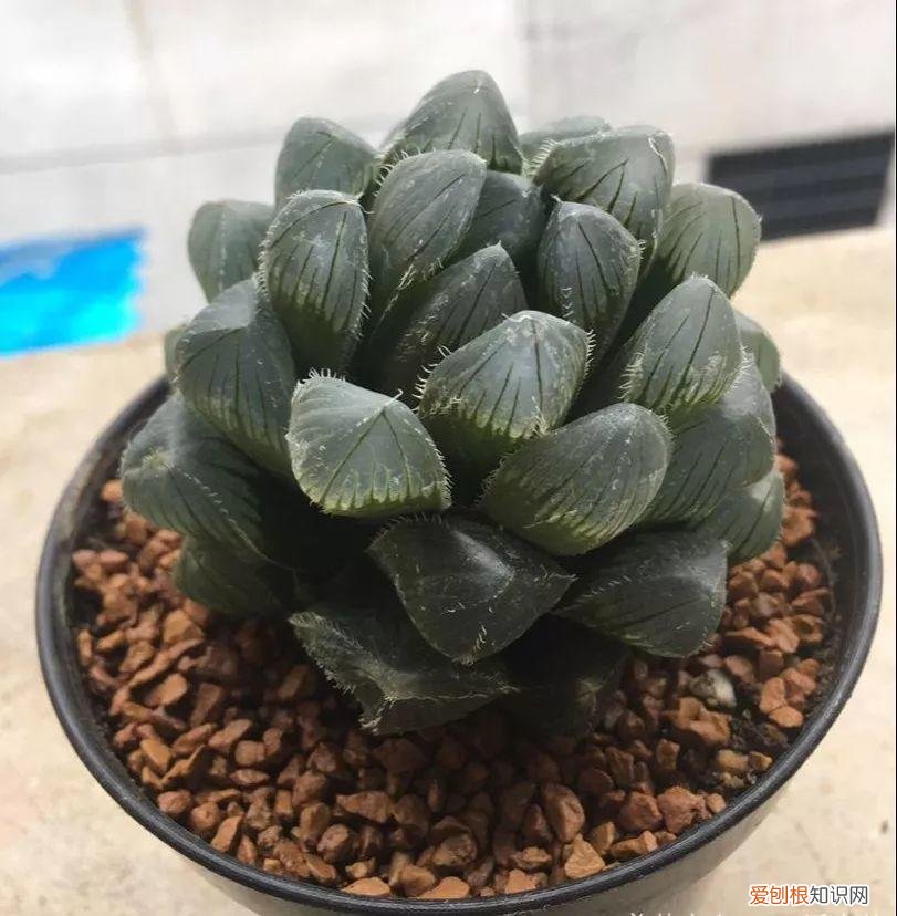 玉露长满了花盆怎么办，玉露长满花盆不用愁，巧妙分株，还能多出好几盆
