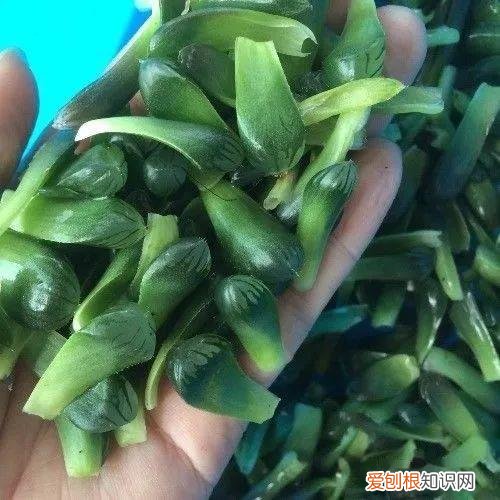 玉露长满了花盆怎么办，玉露长满花盆不用愁，巧妙分株，还能多出好几盆