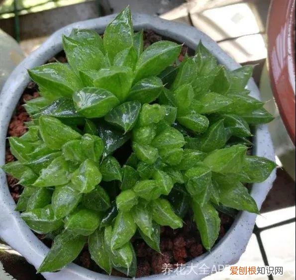 玉露长满了花盆怎么办，玉露长满花盆不用愁，巧妙分株，还能多出好几盆