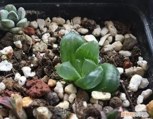 玉露长满了花盆怎么办，玉露长满花盆不用愁，巧妙分株，还能多出好几盆