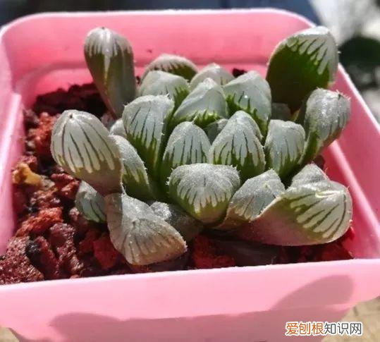 玉露长满了花盆怎么办，玉露长满花盆不用愁，巧妙分株，还能多出好几盆