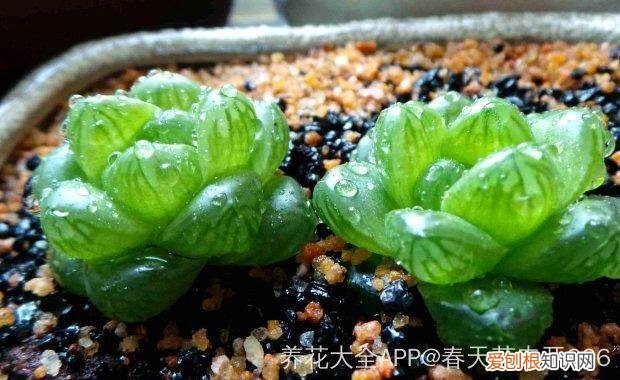 玉露长满了花盆怎么办，玉露长满花盆不用愁，巧妙分株，还能多出好几盆