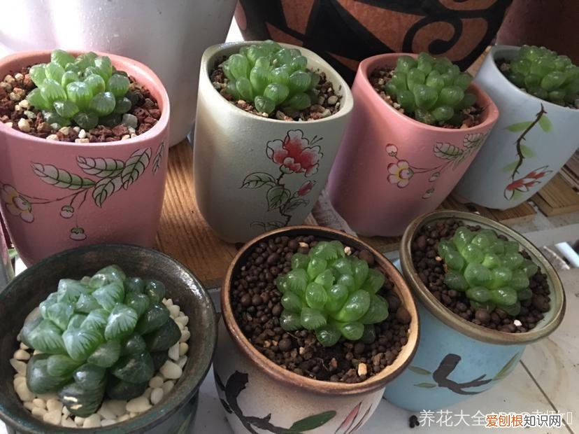 玉露长满了花盆怎么办，玉露长满花盆不用愁，巧妙分株，还能多出好几盆