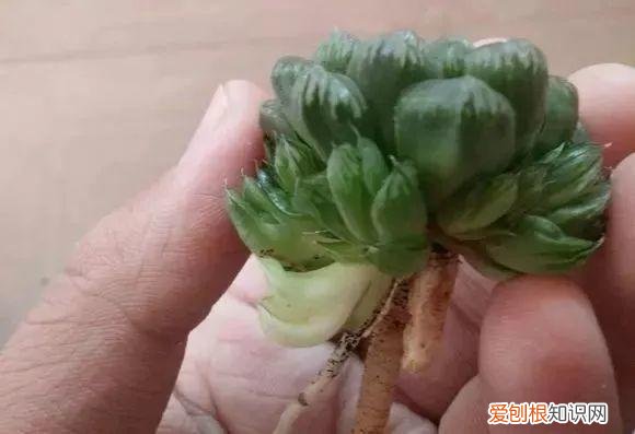 玉露长满了花盆怎么办，玉露长满花盆不用愁，巧妙分株，还能多出好几盆