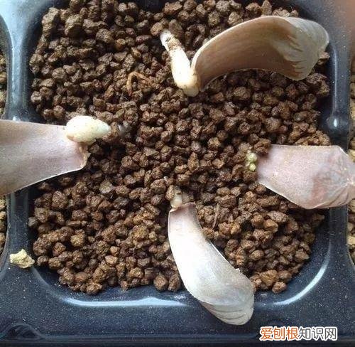 玉露长满了花盆怎么办，玉露长满花盆不用愁，巧妙分株，还能多出好几盆