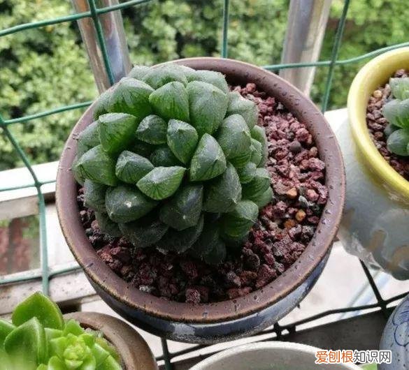 玉露长满了花盆怎么办，玉露长满花盆不用愁，巧妙分株，还能多出好几盆