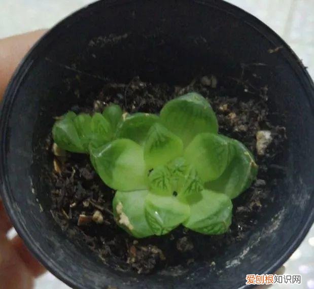 玉露长满了花盆怎么办，玉露长满花盆不用愁，巧妙分株，还能多出好几盆
