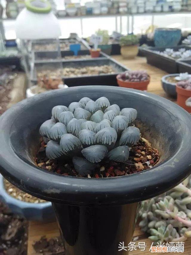 玉露换盆后怎么养护，多肉玉露最佳换盆时机，错过就等着后悔