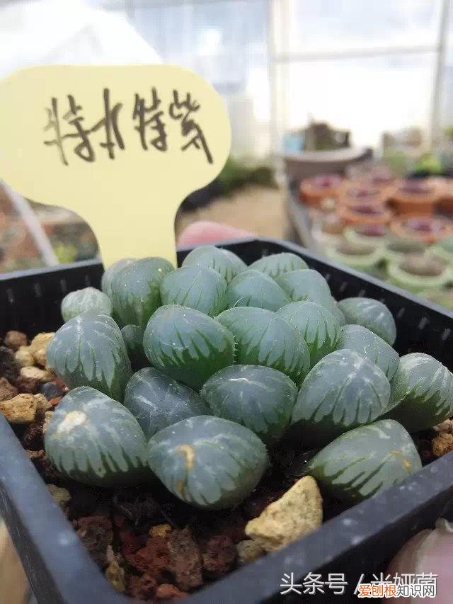 玉露换盆后怎么养护，多肉玉露最佳换盆时机，错过就等着后悔