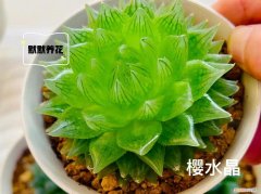 玉露的养殖方法及图片及价格，玉露上盆技巧，养护方法，配土最重要??