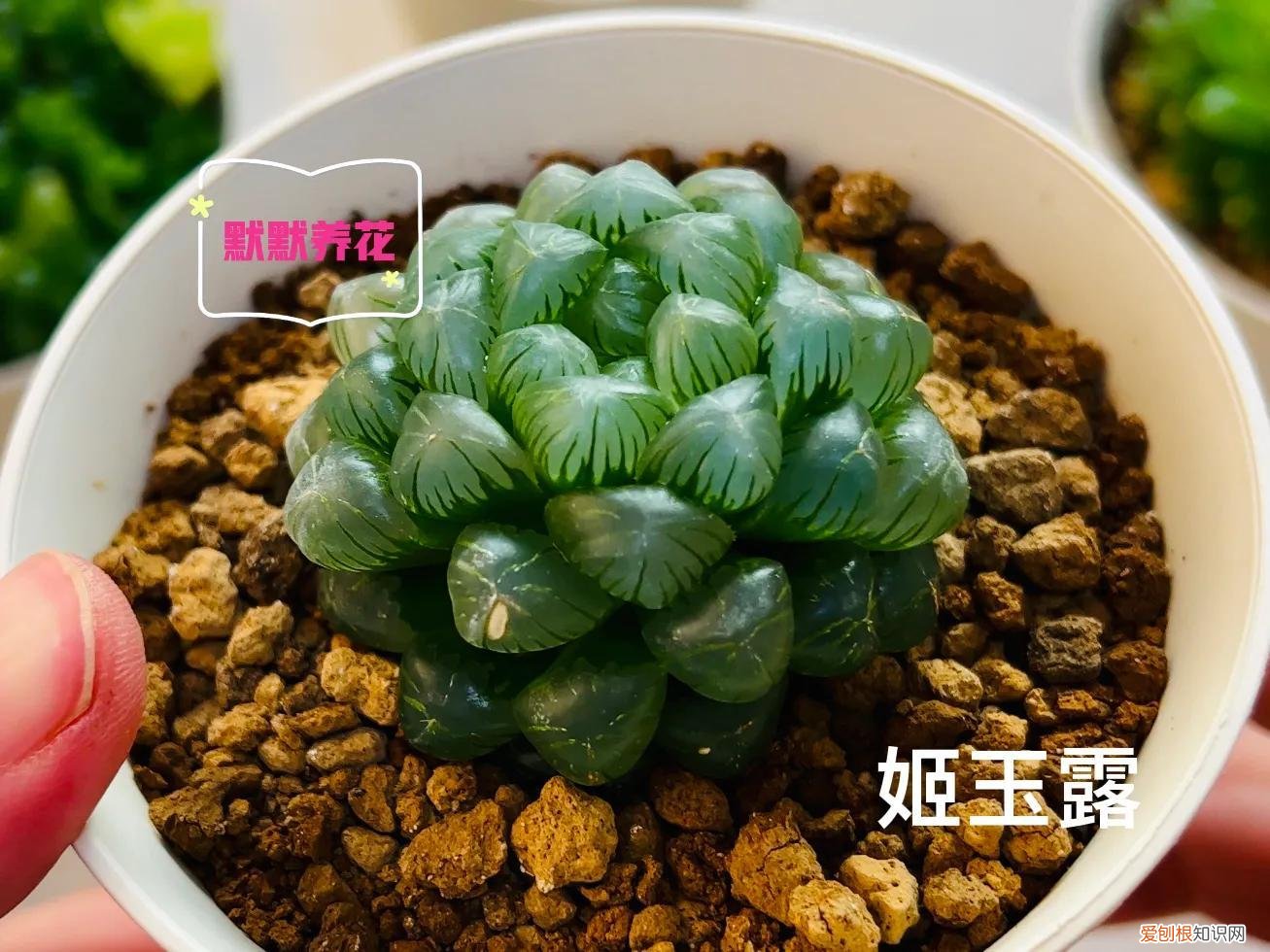 玉露的养殖方法及图片及价格,玉露上盆技巧,养护方法,配土最重要??