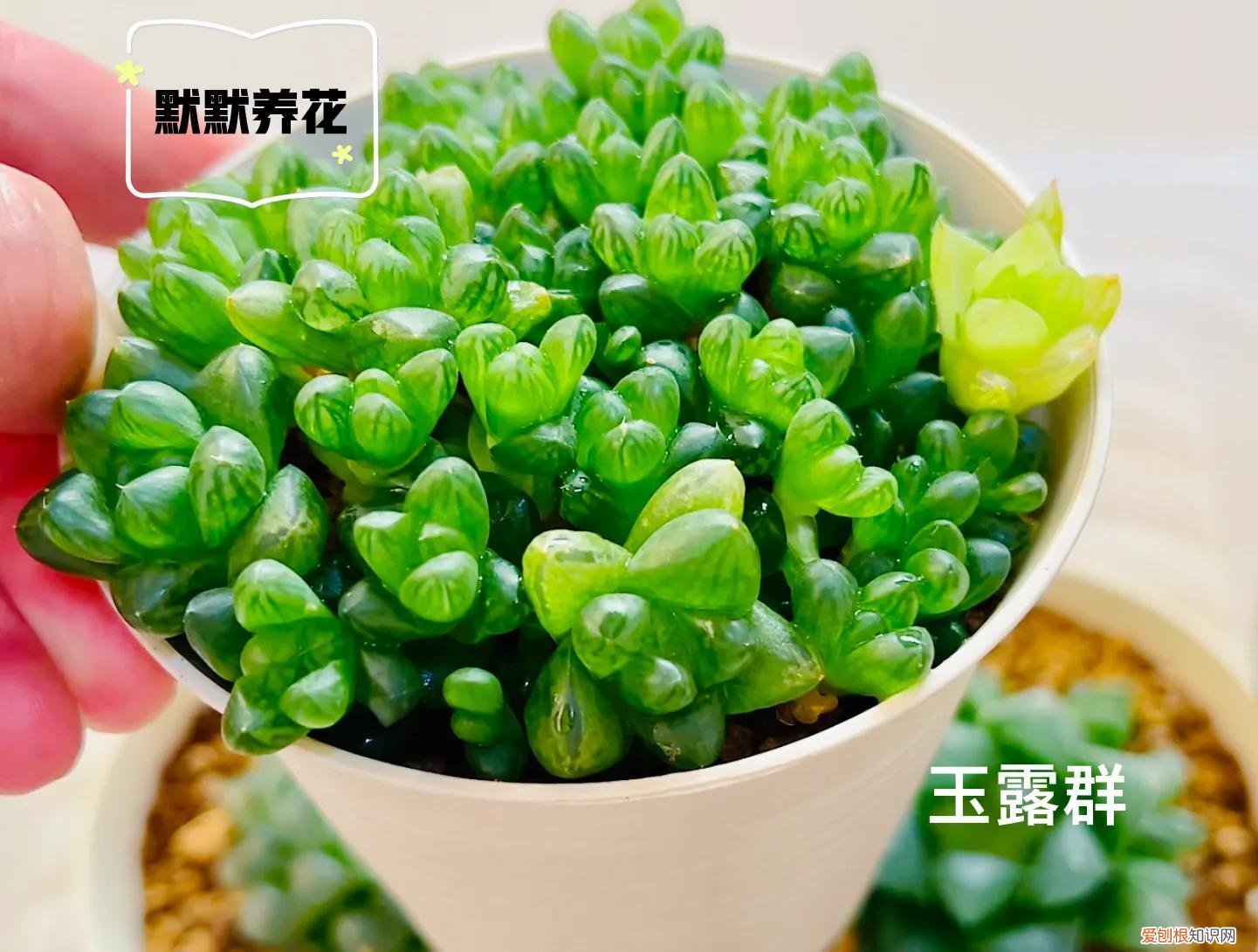 玉露的养殖方法及图片及价格,玉露上盆技巧,养护方法,配土最重要??