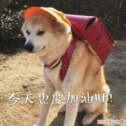 送狗上学得多少钱一年，一个月花上万元送狗上学，有必要吗？