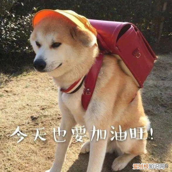 送狗上学得多少钱一年，一个月花上万元送狗上学，有必要吗？