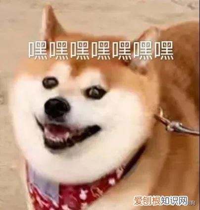 送狗上学得多少钱一年，一个月花上万元送狗上学，有必要吗？