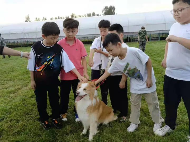 西安狗狗培训学校有哪些，西安宠物狗训练学校，让你的宠物狗与众不同！