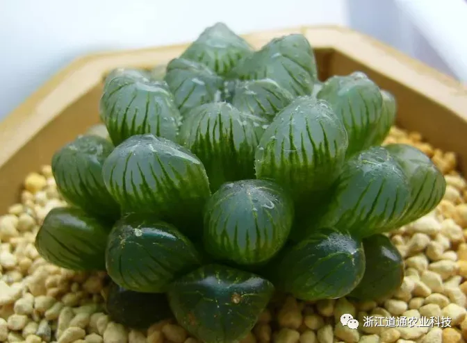 玉露怎么养才能透亮一点，玉露不会养？教你几招，长得紧实透亮又水灵！