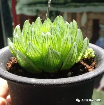 玉露怎么养才能透亮一点，玉露不会养？教你几招，长得紧实透亮又水灵！