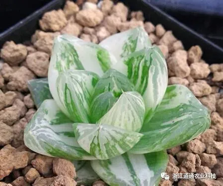 玉露怎么养才能透亮一点，玉露不会养？教你几招，长得紧实透亮又水灵！
