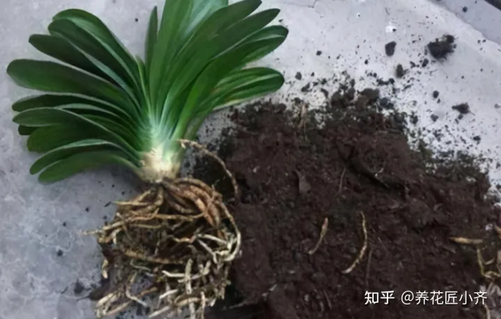 才买的花怎么换盆，想换盆怕把花“换死”？教你一个“安全”的方法，换完快速生长