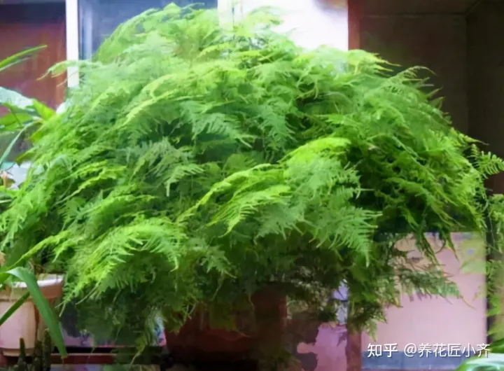 才买的花怎么换盆，想换盆怕把花“换死”？教你一个“安全”的方法，换完快速生长